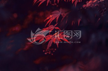 红枫