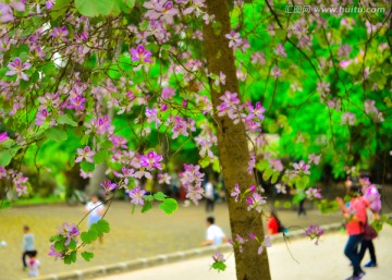 春暖花开紫荆花