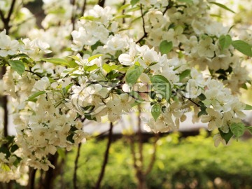 白海棠树