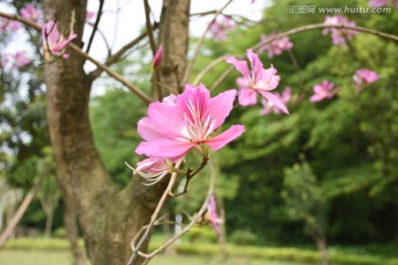 紫荆花开