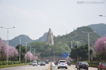 柳州紫荆花