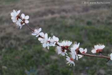 春色杏花