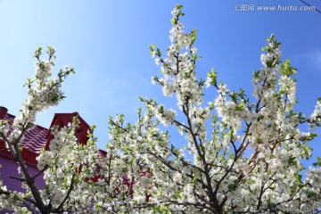 房前开花的李树