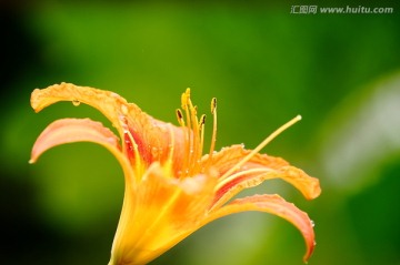 一枝黄花