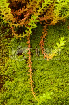 植物墙背景素材