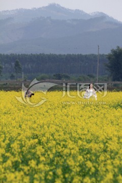 惠州观音阁油菜花基地