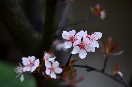 小区内的梨花