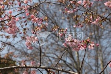 鲜花的素材