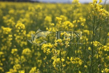 油菜花