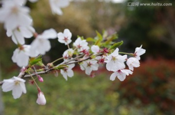 樱花