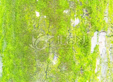 树皮 绿色 苔藓 青苔