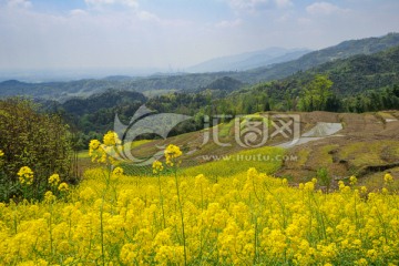 都江堰向峨乡油菜花风光