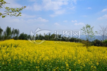 都江堰向峨乡油菜花