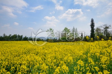 都江堰向峨乡油菜花风光