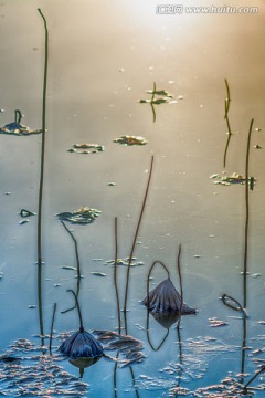 風(fēng)景畫 殘荷