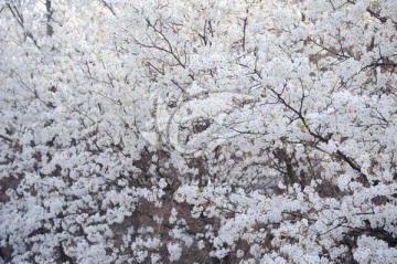 香雪海