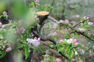 春天的苹果园
