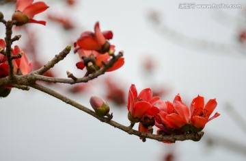 木棉花