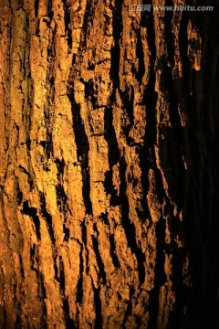 树皮 纹理 肌理 树干 树木