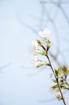 一枝樱花