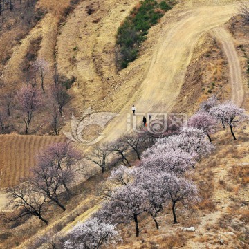 杏树林 山路