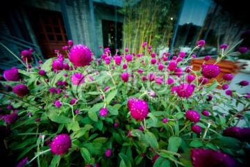 花海