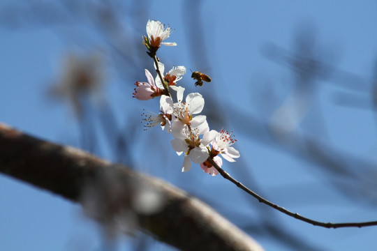 蜜蜂恋梨花