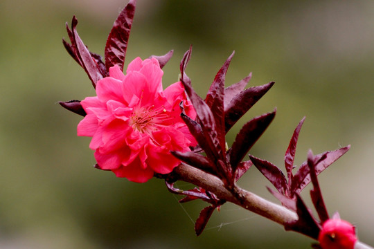 山桃花