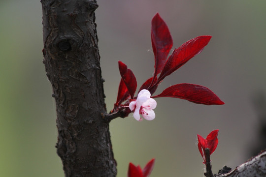 山桃花一枝独秀