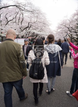 上野公园 樱花