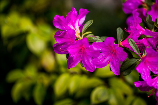 杜鹃花