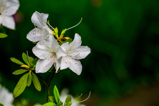 杜鹃花