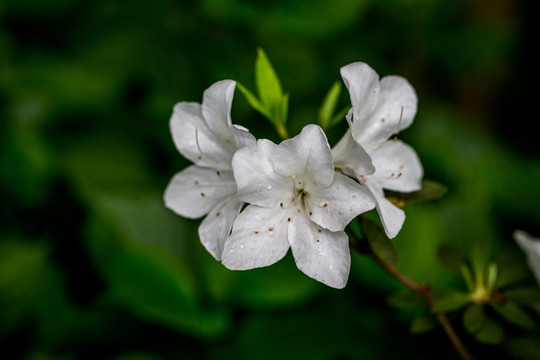 杜鹃花