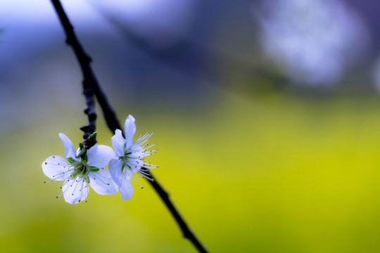 梨花