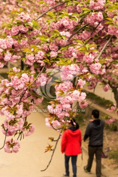 樱花树与情侣