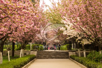 樱花大道