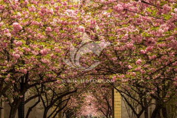 交大樱花树