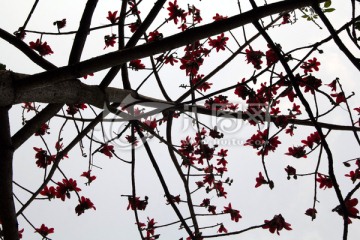 人和鸦湖公园开满花的木棉树