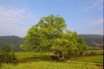 樟树