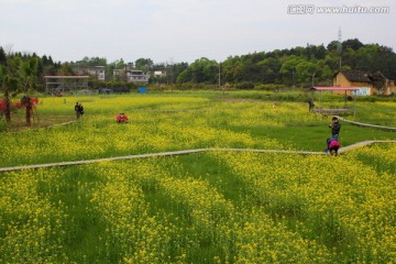 油菜花