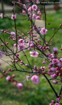 春天的花