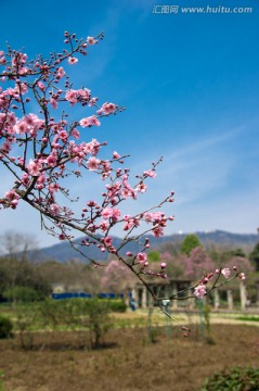 春天的花