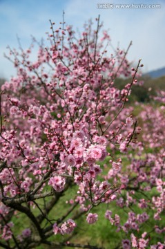 春天的花