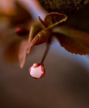 李花 白花 花朵 紫叶李 特