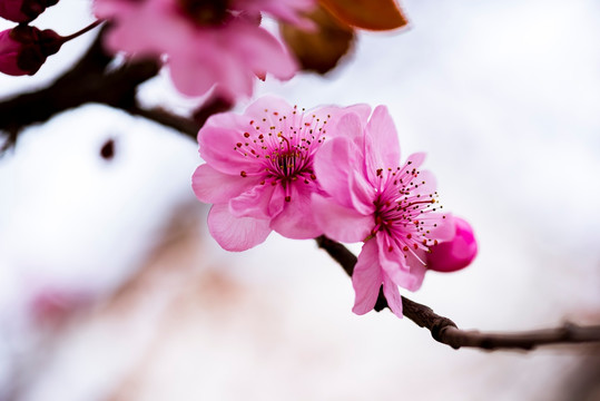 梅花 花朵 开放 盛开 花