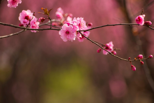 梅花 花朵 盛开 情人梅 开