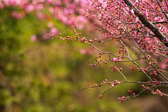 梅花 花朵 盛开 情人梅 开