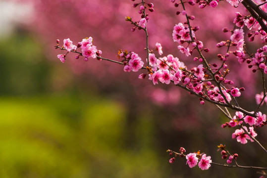 梅花 情人梅