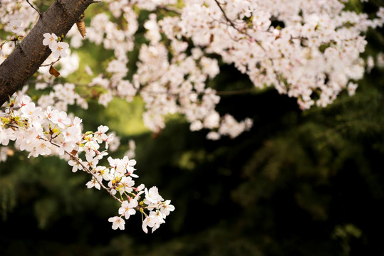 樱花 樱花挂枝头 白樱花 早