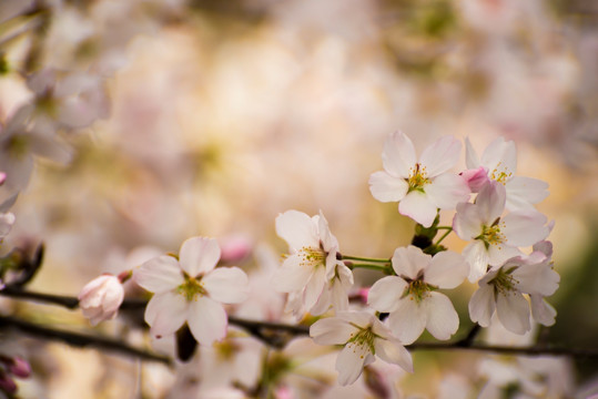 樱花 樱花挂枝头 白樱花 早